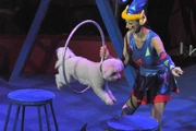Cirque de Noel Moudon 2014