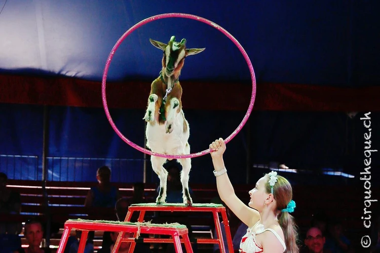Sommerplausch 2015 Zirkus Stey